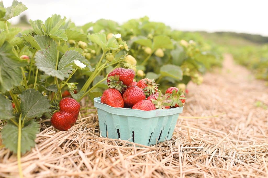 10 Best Spots For Fruit Picking Near NYC Secret NYC