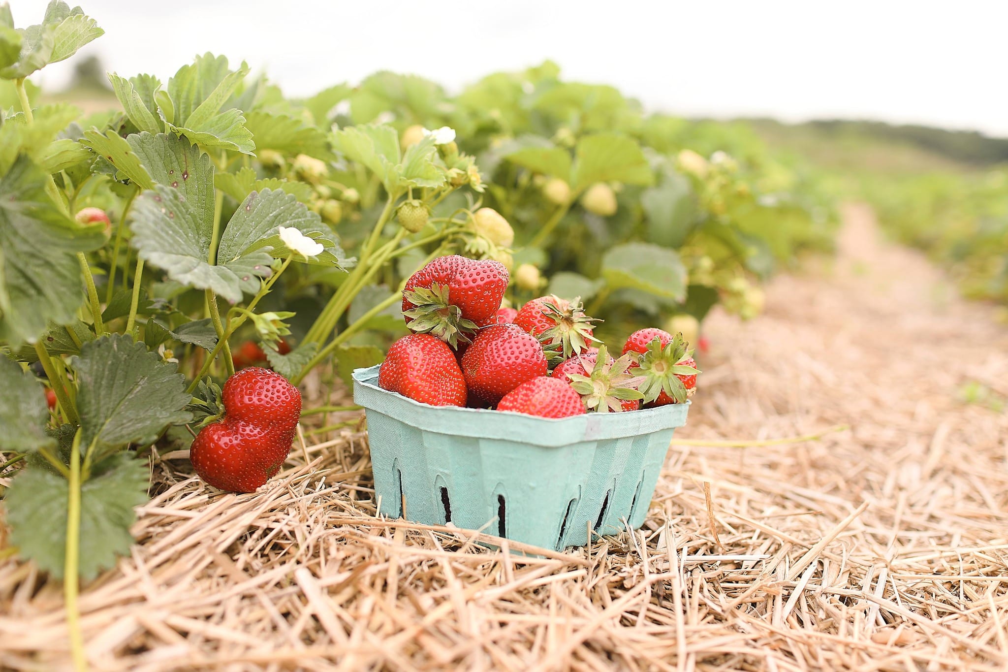 10 Best Spots For Fruit Picking Near NYC Secret NYC