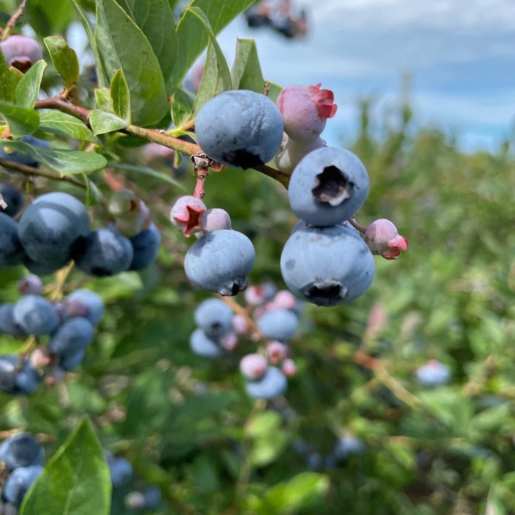 10-best-spots-for-fruit-picking-near-nyc-secret-nyc