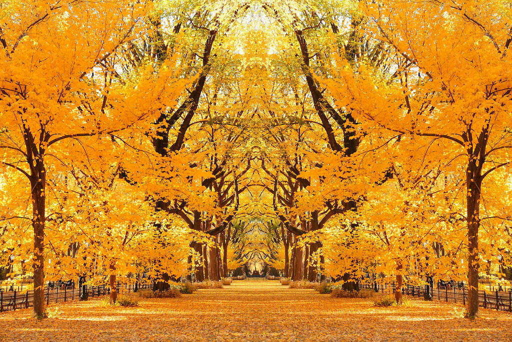 Autunno a Central Park, nel centro di Manhattan, New York City