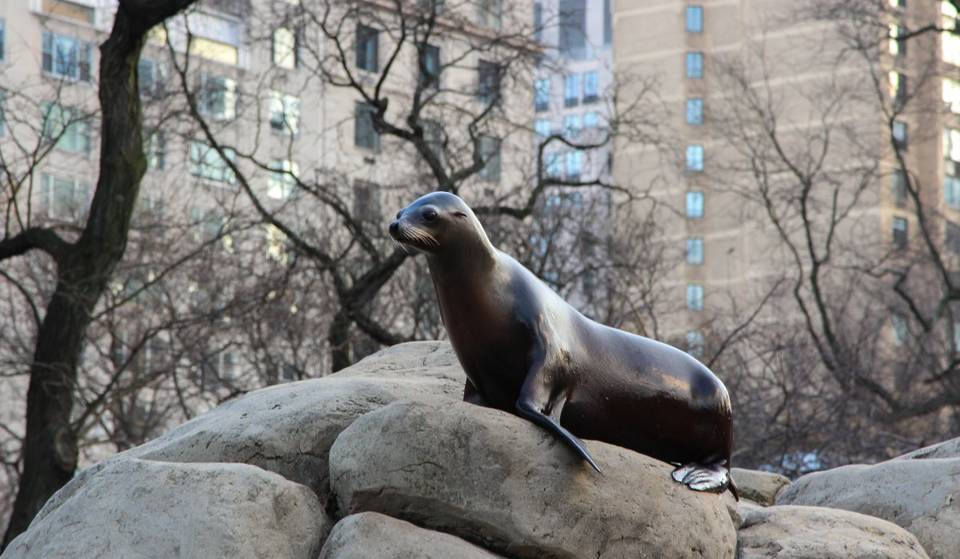 Central Park Sea Lion Escapes Zoo Amidst Heavy Rain