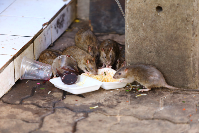 The Great Rat War Loses Its General—NYC’s First-Ever Rat Czar ...