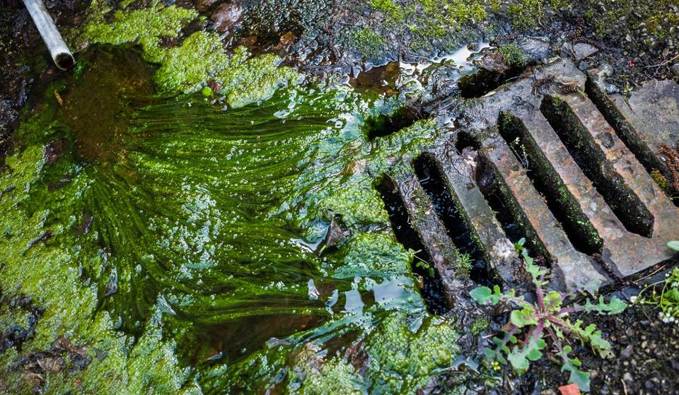 A Mysterious Green Slime Is Being Secreted Onto NYC Streets