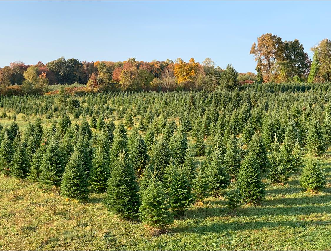 10 Best Christmas Tree Farms Near NYC (2023)