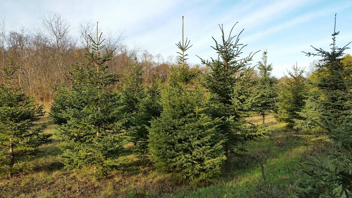 10 Best Christmas Tree Farms Near NYC (2023)