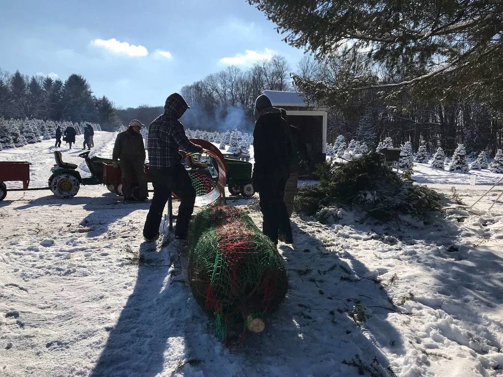 10 Best Christmas Tree Farms Near NYC (2023)