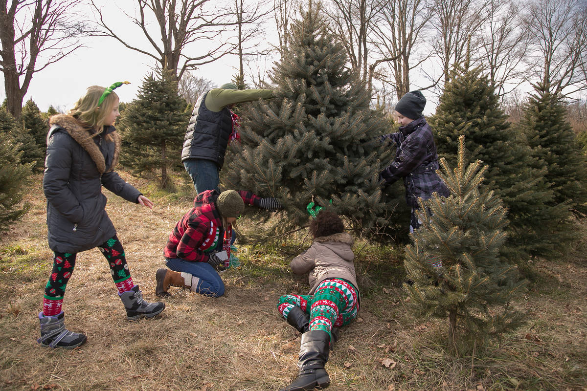 10 Best Christmas Tree Farms Near NYC (2023)