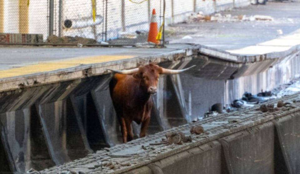 UPDATE: The Bull That Ran Loose On The Train Tracks Near Newark Penn Station Has Been Captured