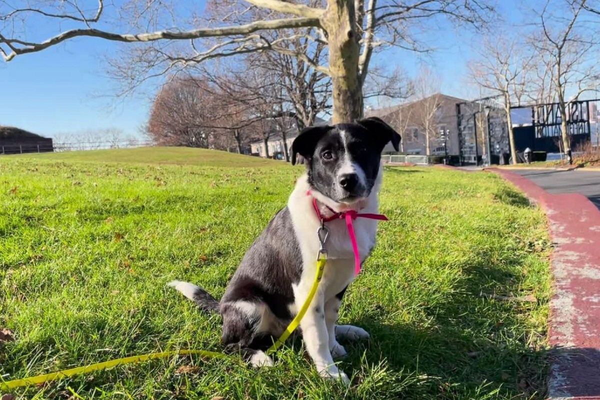 Get To Know Governors Island's New Resident Dogs