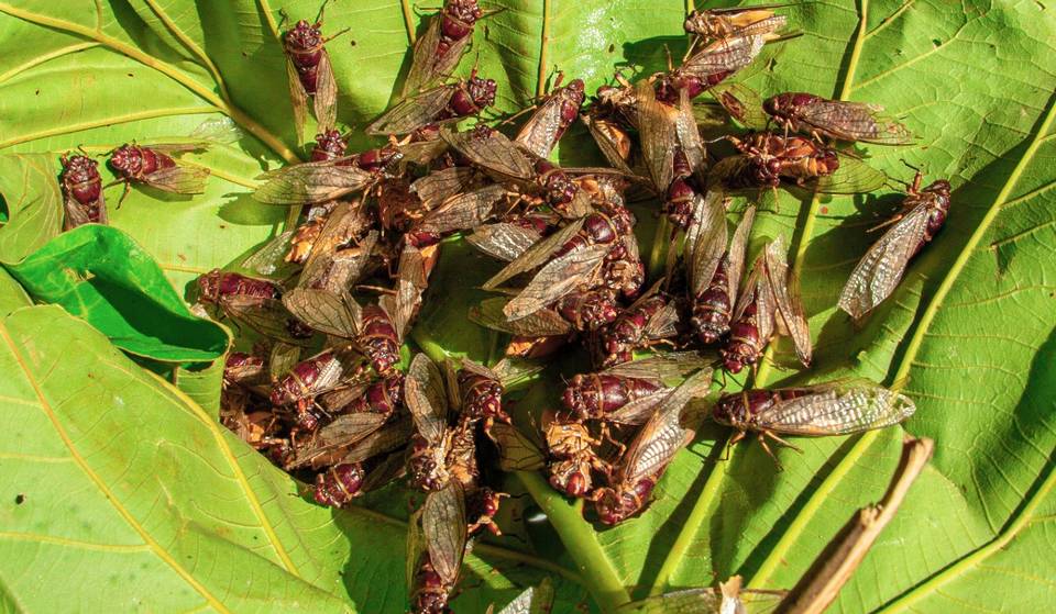 It’s Been 221 Years Since This Rare Double-Brood Event Last Occurred
