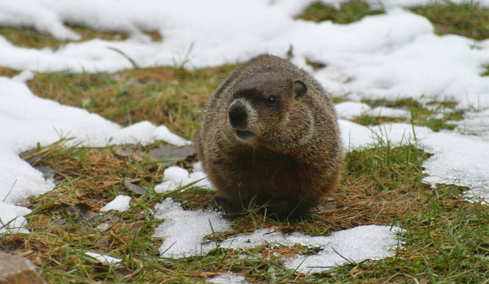 Beloved Groundhog Punxsutawney Phil May Be Replaced…By A Giant Gold Coin
