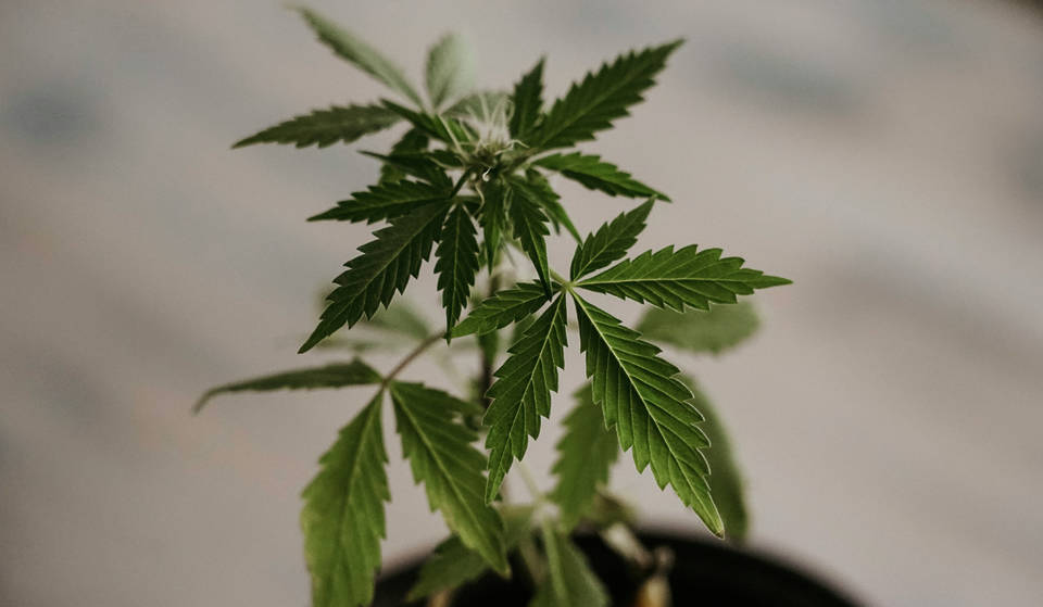New York Residents May Soon Be Able To Grow Marijuana At Home