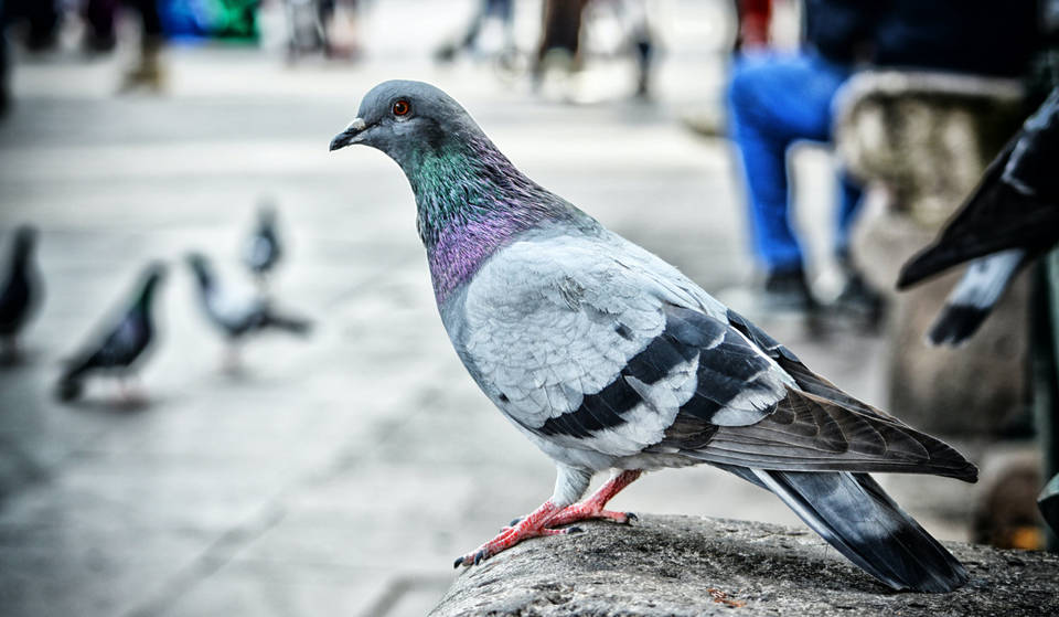 This Is Why NYC Pigeons Don’t Migrate In The Winter