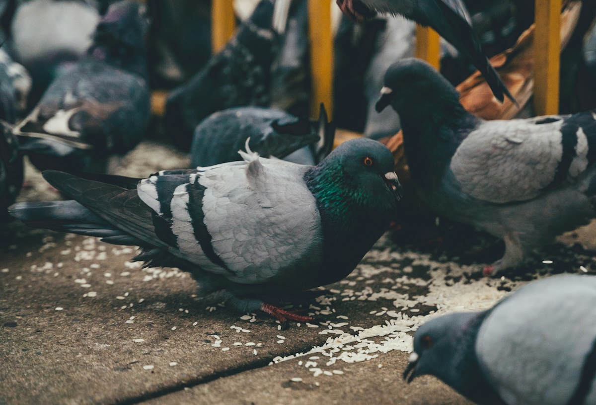 This Is Why NYC Pigeons Don’t Migrate In The Winter