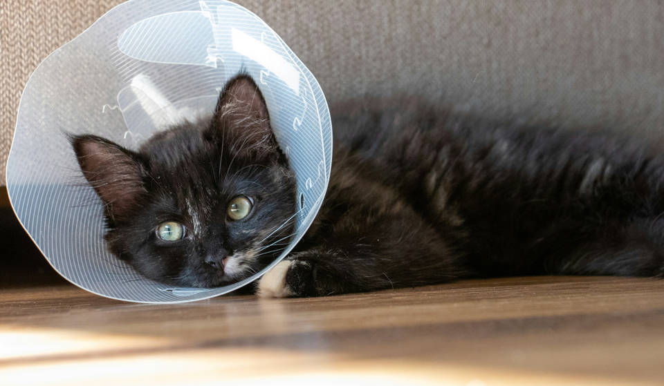 This Animal Shelter Near NYC Lets You ‘Neuter Your Ex’ For Valentine’s Day