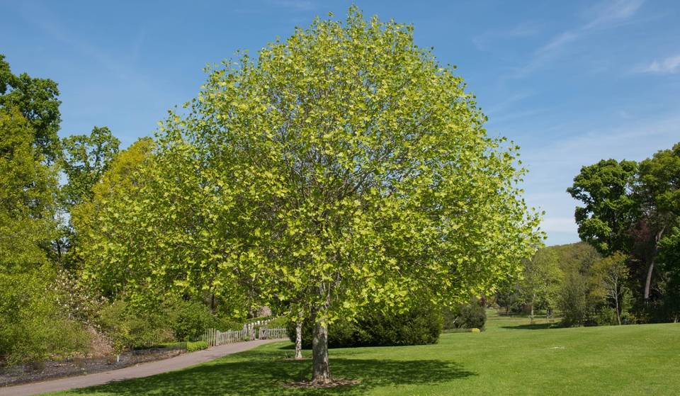 This Is Where To Find NYC&#8217;s Oldest Tree, And It&#8217;s Around 350 Years Old