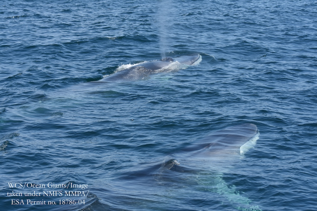 The World's Second Largest Animal, The Fin Whale, Lives In NYC Waters