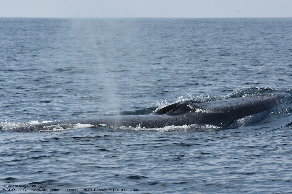 The World's Second Largest Animal, The Fin Whale, Lives In NYC Waters