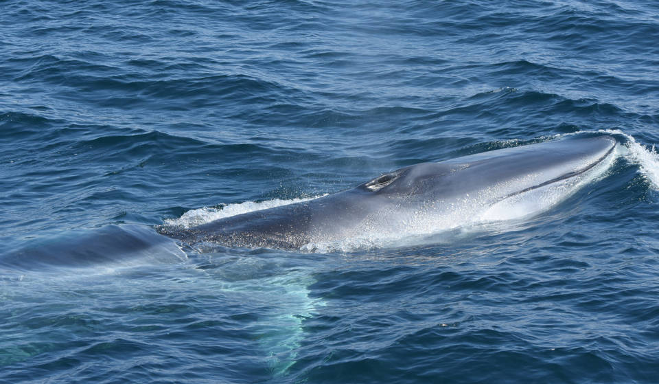 The World&#8217;s Second Largest Animal, The Fin Whale, Lives In NYC Waters