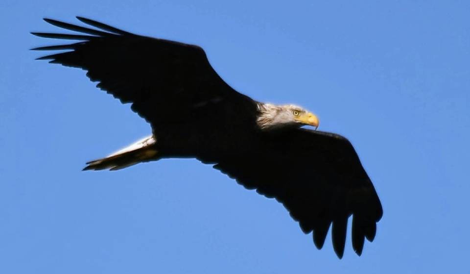 Rover, The Bald Eagle, Declared Dead After Being Struck By A Car