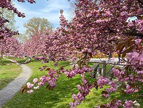 Este arboreto de Brooklyn, poco valorado, esconde algunos de los mejores cerezos en flor de Nueva York, y la entrada es totalmente gratuita