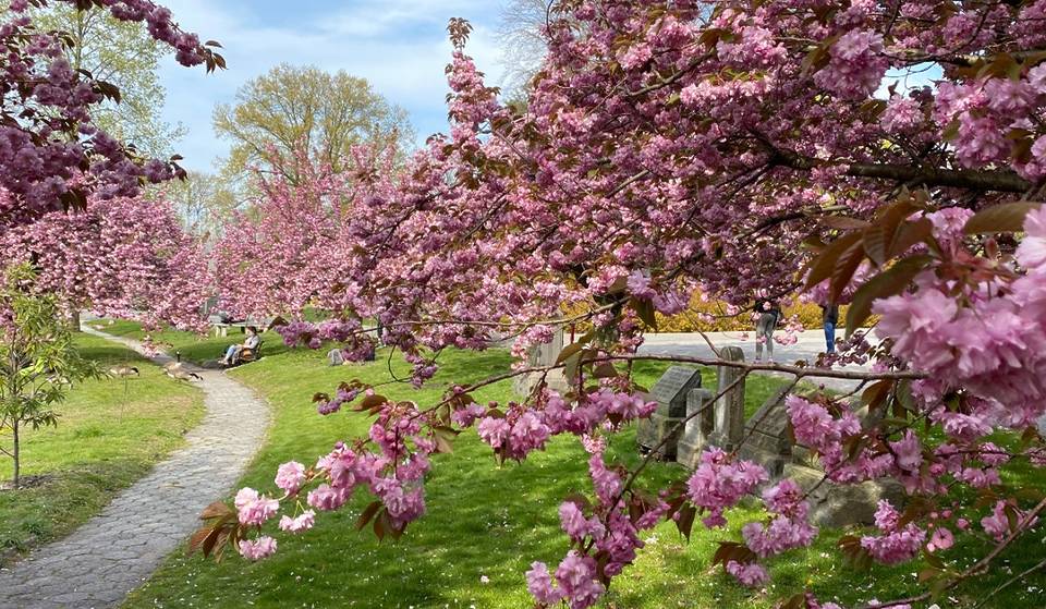 Este arboreto subestimado do Brooklyn esconde algumas das melhores flores de cerejeira de Nova York — e a entrada é totalmente gratuita