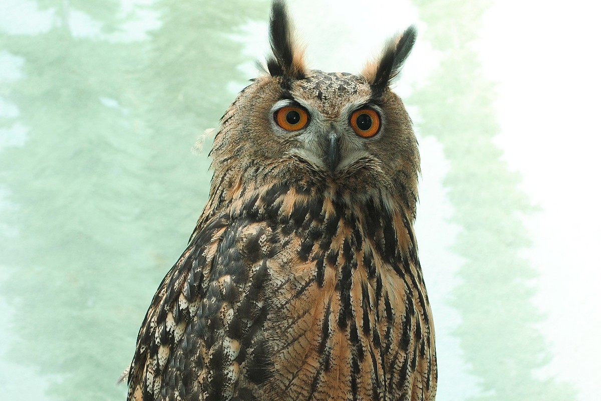Flaco, The Escaped Zoo Owl, Dies From Building Collision