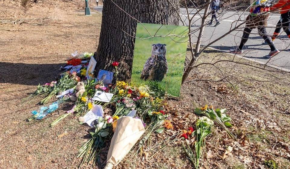 Here’s How New Yorkers Are Remembering Flaco, The Beloved Owl