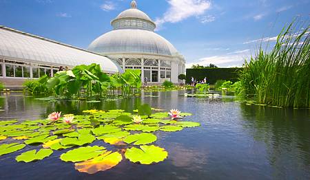 The New York Botanical Garden water lily pond