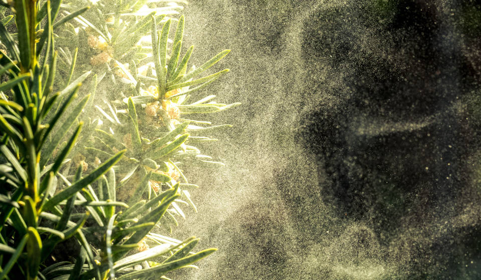 Allergy Season Has Already Hit NYC, Arriving Earlier Than Normal