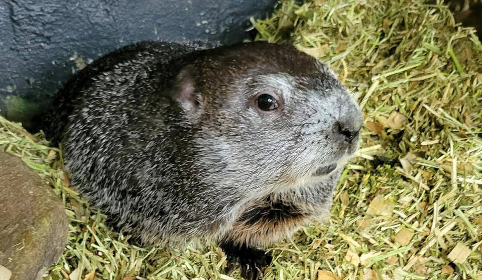 At 138 Years Old Punxsutawney Phil Is Now A Dad
