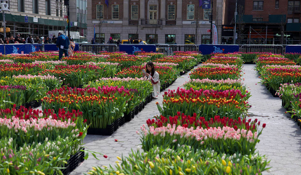 Eine der beliebtesten Frühlingstraditionen von NYC kehrt dieses Jahr nicht in die Stadt zurück – hier erfährst du alles über den Tulip Day 2026.