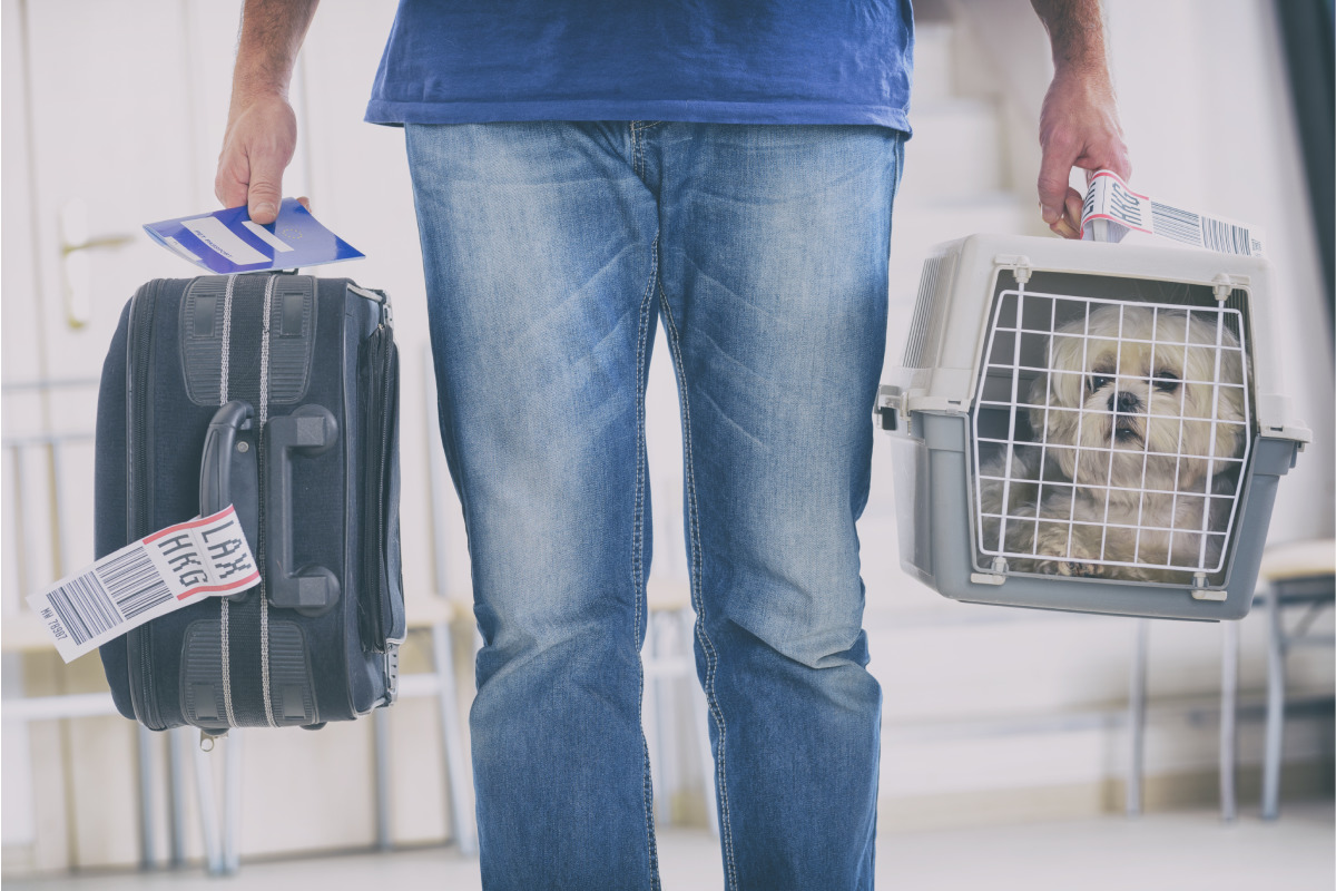 American Airlines Makes It Easier & Cheaper To Fly With Your Pet