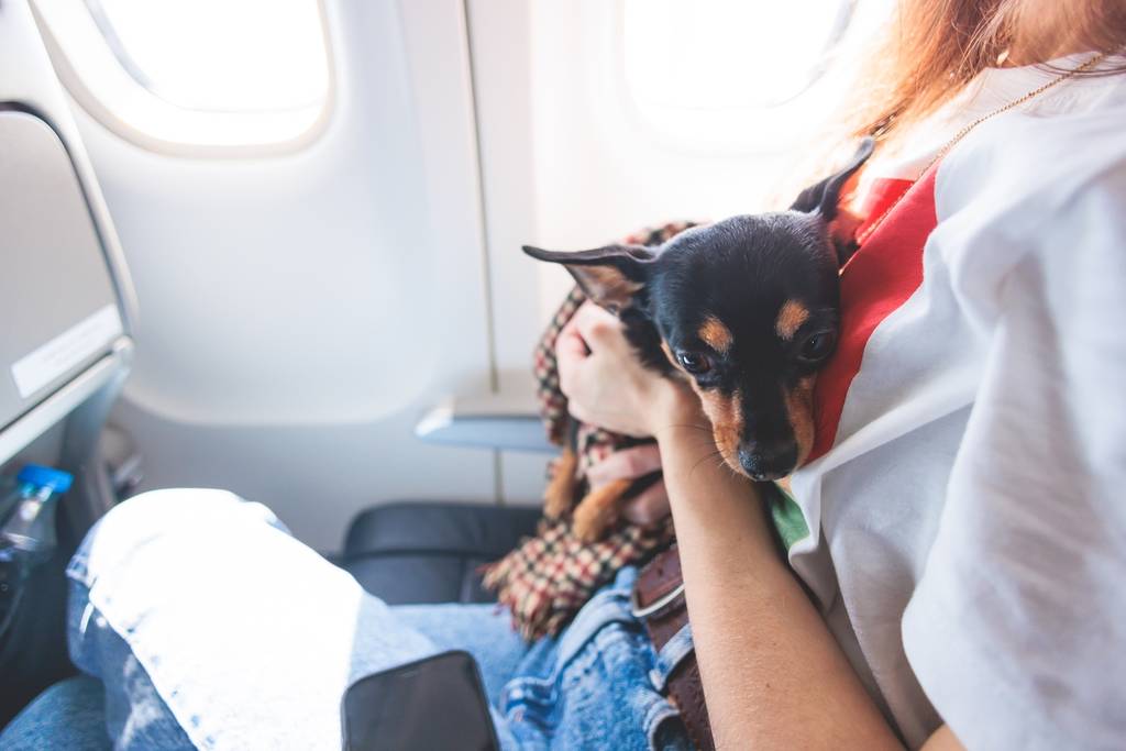 American Airlines Makes It Easier & Cheaper To Fly With Your Pet