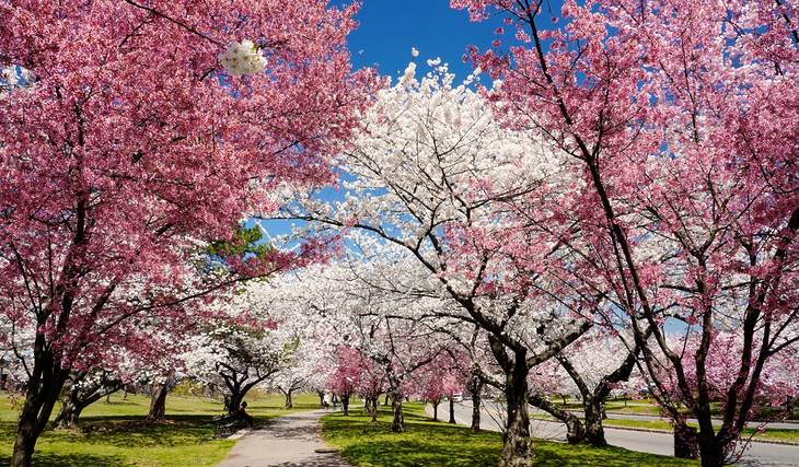 La mayor colección de cerezos en flor del país celebra un gran festival de floración con motivo de su 50.º aniversario cerca de Nueva York, con música en directo, puestos de comida y un asiento en primera fila para contemplar sus más de 5.000 árboles rosados