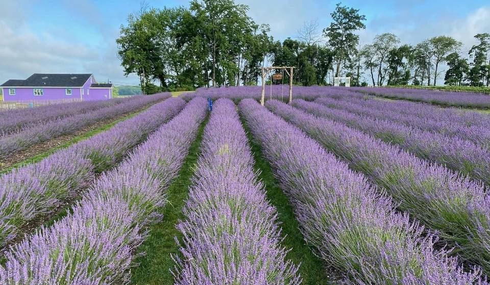 Pick Your Own Lavender At This Aromatic Farm Just Outside Of NYC