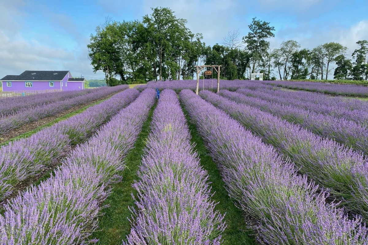 Lavender Fields in New Jersey ay Happy Day Farm