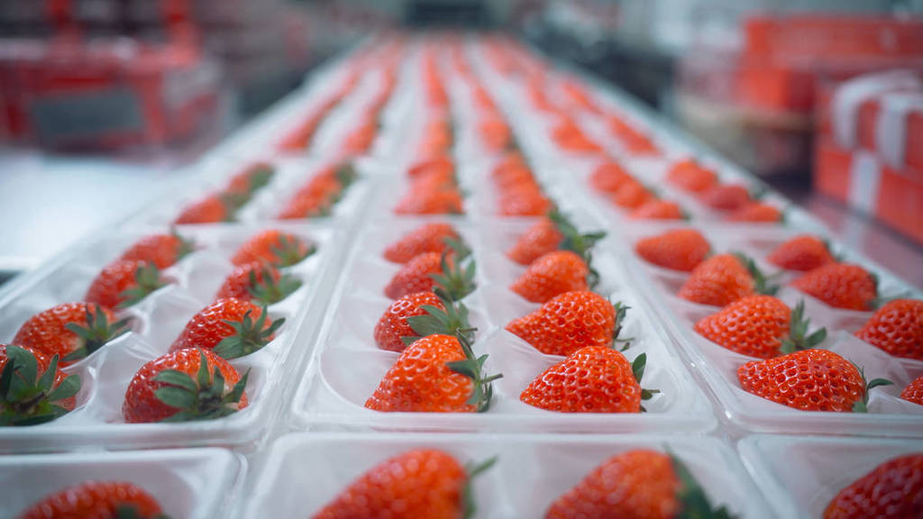 This Indoor Vertical Strawberry Farm Is 2 Hours From NYC