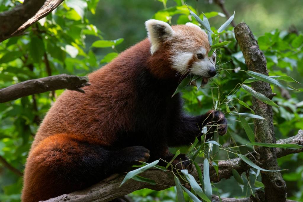 Central Park Zoo Visitor s Guide: Exhibits Tickets More