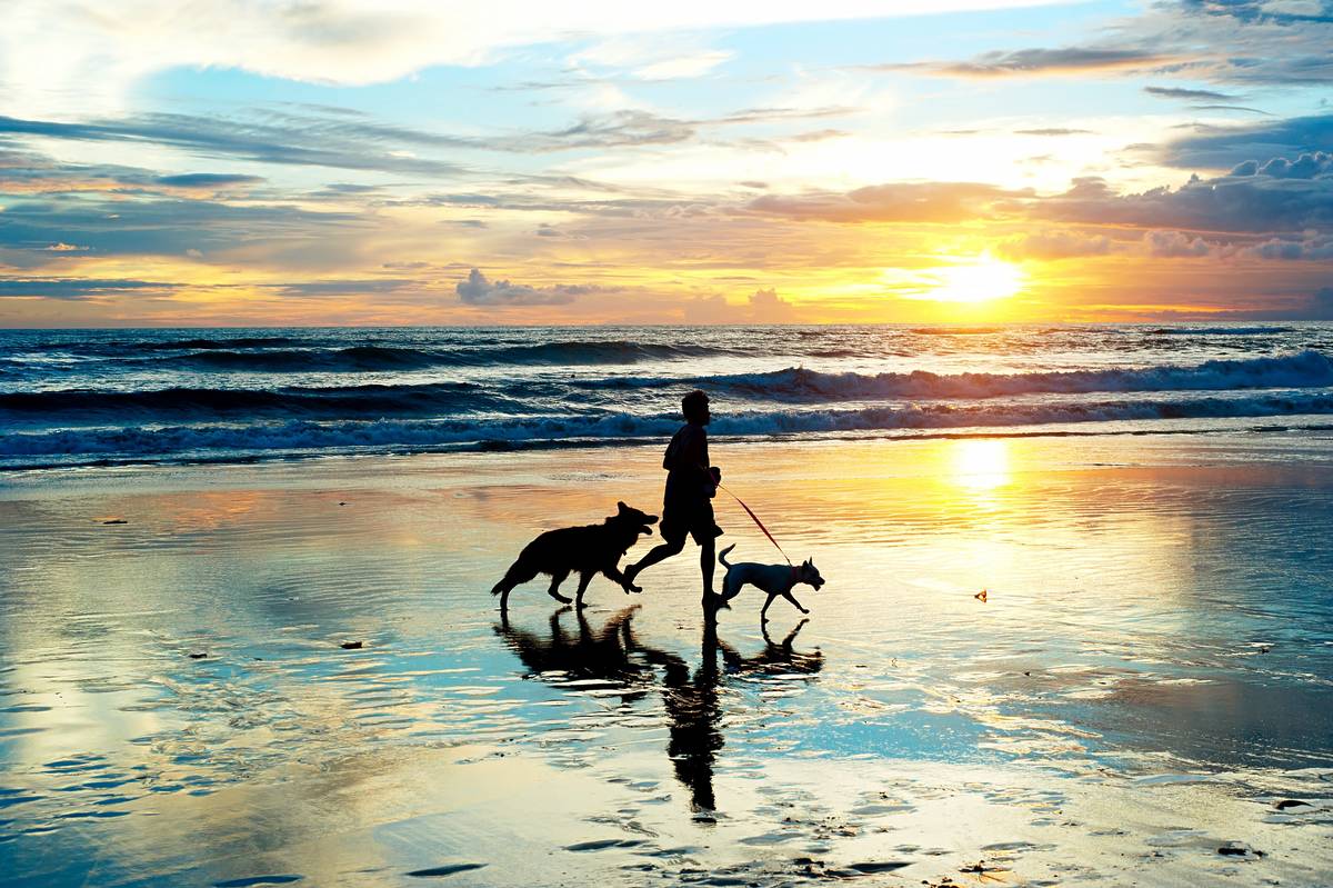 Beaches for dogs near me – Top picks for your furry friends