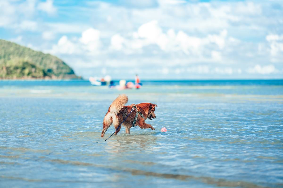 Dog Friendly.restaurants Near Me Discover Local Cuisines With Pets