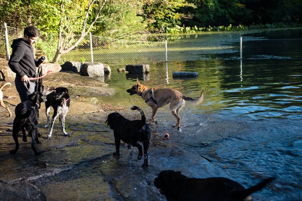 Best Dog Beaches Near Me Discover The Ultimate Canine Friendly Spots