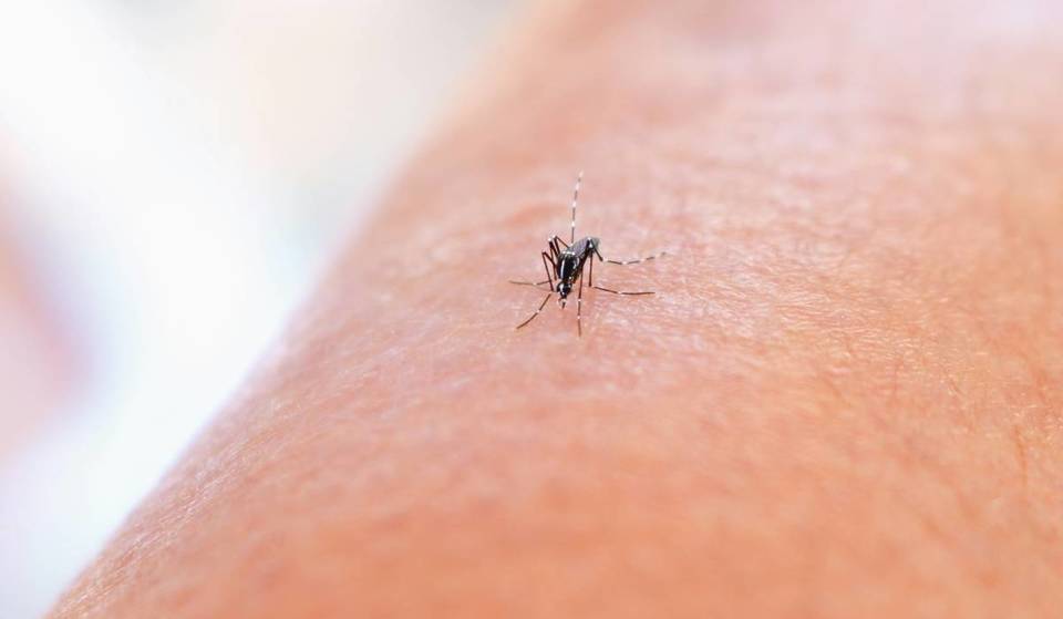 West Nile Virus Has Been Detected In New Yorkers