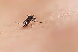 Mosquito on skin
