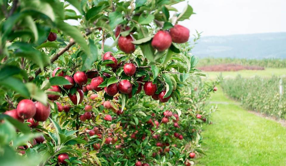 Os pomares de maçã mais encantadores perto de Nova York para visitar neste outono — onde cidra fresca, passeios de carroça e maçãs perfeitas para tortas te esperam