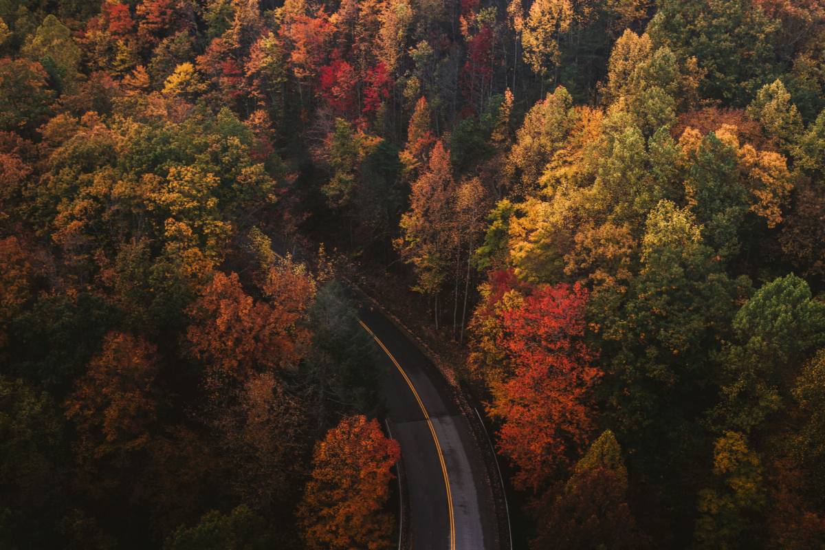 Colorful trees on a fall road trip