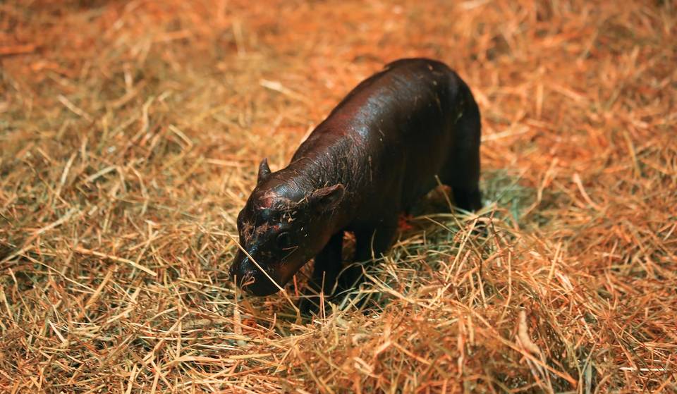 Darf ich vorstellen: Haggis &#8211; das neue Zwergflusspferd im Zoo von Edinburgh (und Moo Dengs Konkurrent)