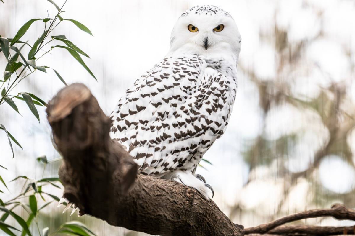 The Bronx Zoo Welcomes An Adorable Pair Of Snowy Owls