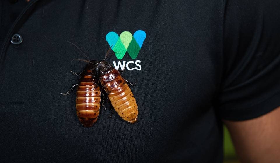 The Endearing Name A Roach Tradition Returns To The Bronx Zoo This Valentine’s Day