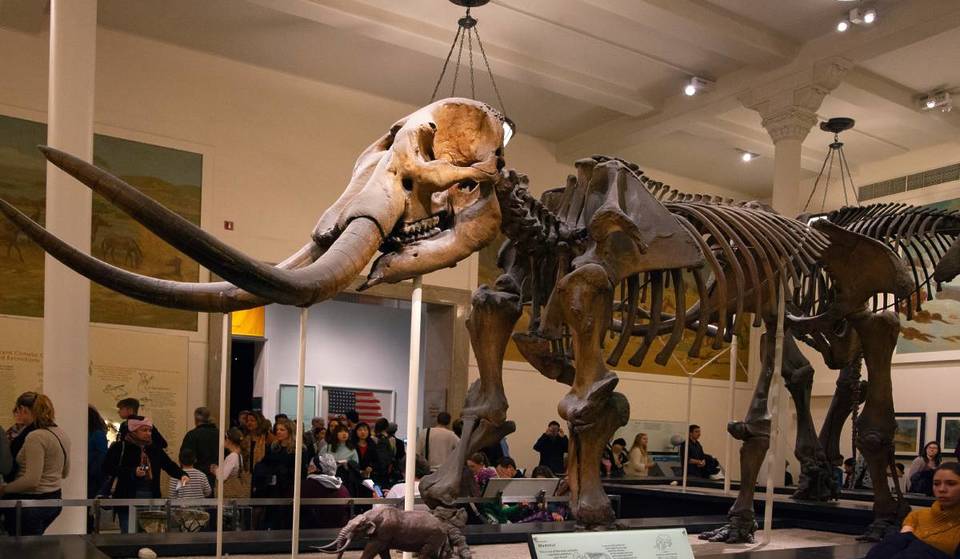 Your New York Public Library Card Can Get You Into 100+ Local Museums For Free